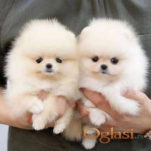 Visokokvalitetni štenci pomeranskog špica